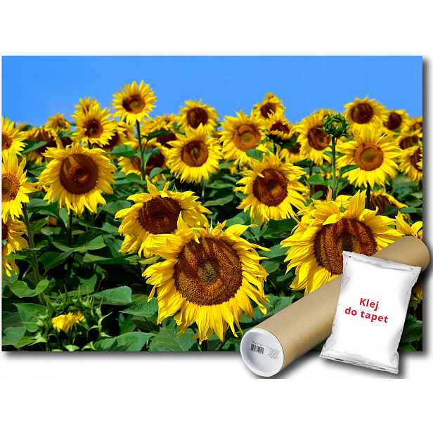 Fototapeta Slunečnice 9E V4 254x184 F12602