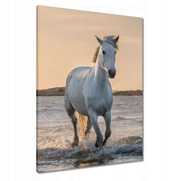 Obrazy 60x80 Divocí koně Wild Horses