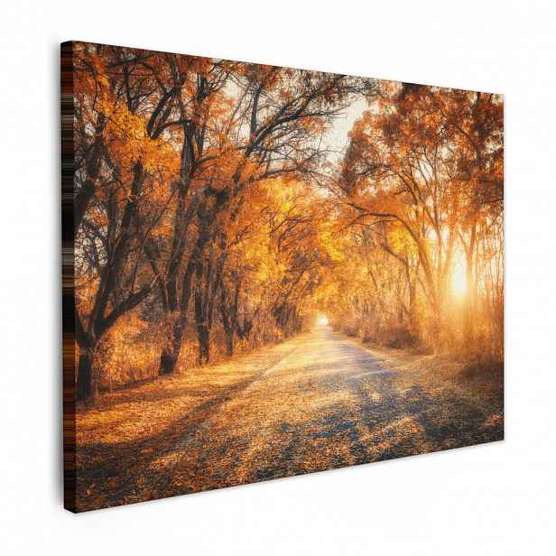 MuchoWow OBRAZ NA PLÁTNĚ Les - Podzim - Stromy - Lesní cesta - Příroda 40x30 cm