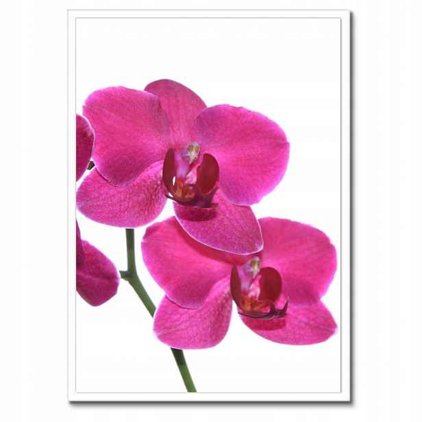 Plakáty v rámu 50x70 Fialový orchidej