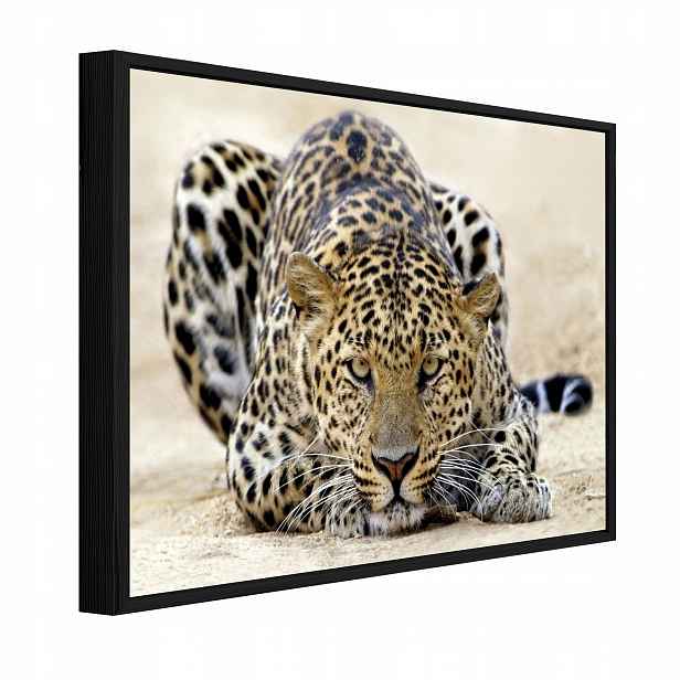 Obraz V Černém Rámu Na Plátně Lampard Zvířata Obývací Pokoj Ložnice 60x40