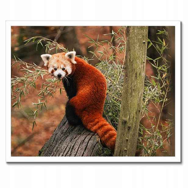 Plakáty v rámu 50x40 Pandka rudá panda malá panda červená menší
