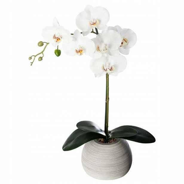 Orchidej S Květináčem Keramická, Výška 50 CM