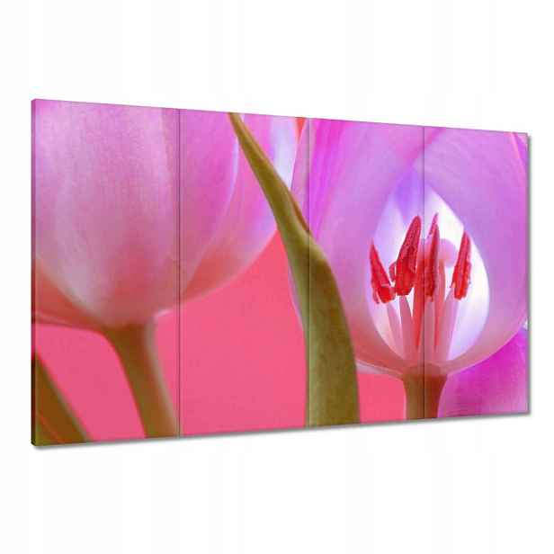 Obrazy 120x80 Růžový tulipán