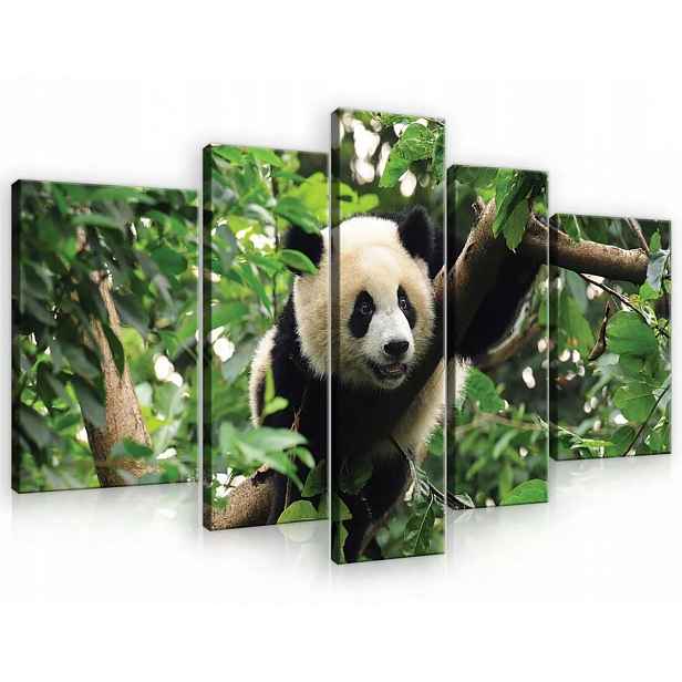 Obraz Na Plátně Canvas 170x100 Panda Medvídek
