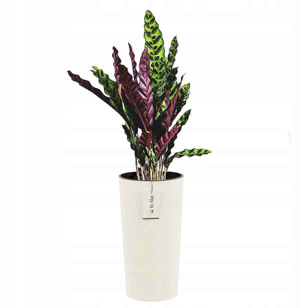 Květináč kulatý Ø 30 cm H 57,5 cm Bílý elegantní vysoký pruh