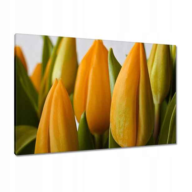 Obrazy 90x60 Žluté tulipány