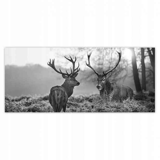 Fototapety 211x91 Černobílí jeleni