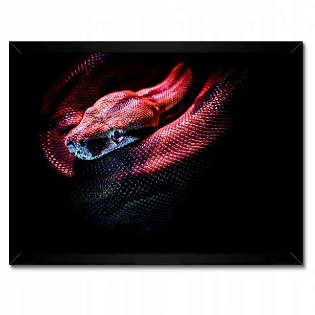 Plakáty v rámu 40x30 Červený had