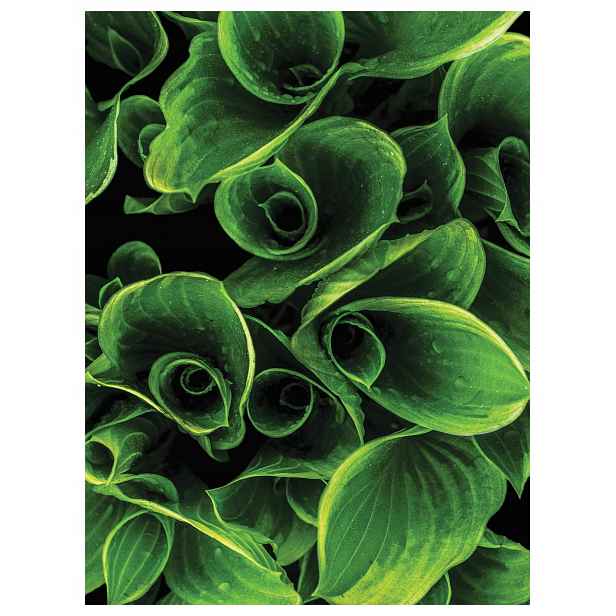 Fototapeta Hosta Zelené listy příroda 184x254 do ložnice obývacího pokoje lepidlo