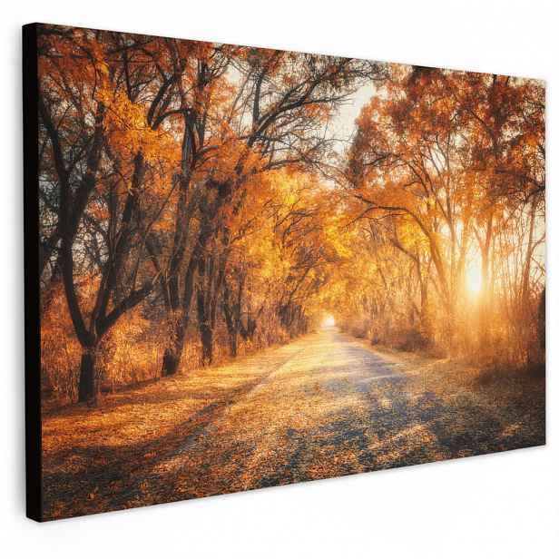 MuchoWow OBRAZ NA PLÁTNĚ Les - Podzim - Stromy - Lesní cesta - Příroda 30x20 cm