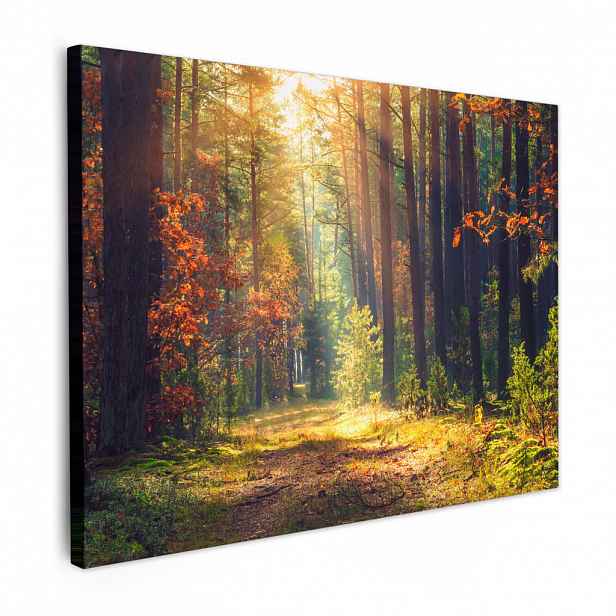 MuchoWow OBRAZ NA PLÁTNĚ Les - podzim - stromy 40x30 cm