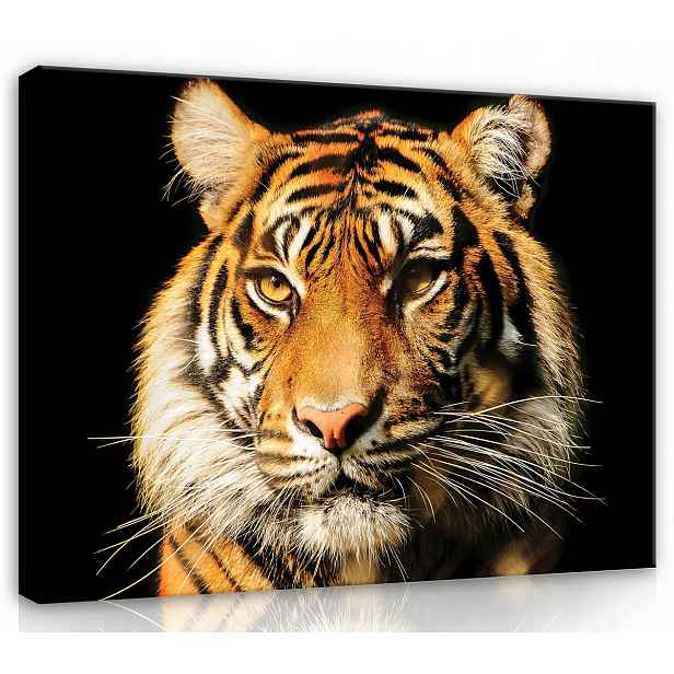 Obraz Na Plátně Plátno 80x60 Zvíře Dravec Tygr Kočka Portét Hlava
