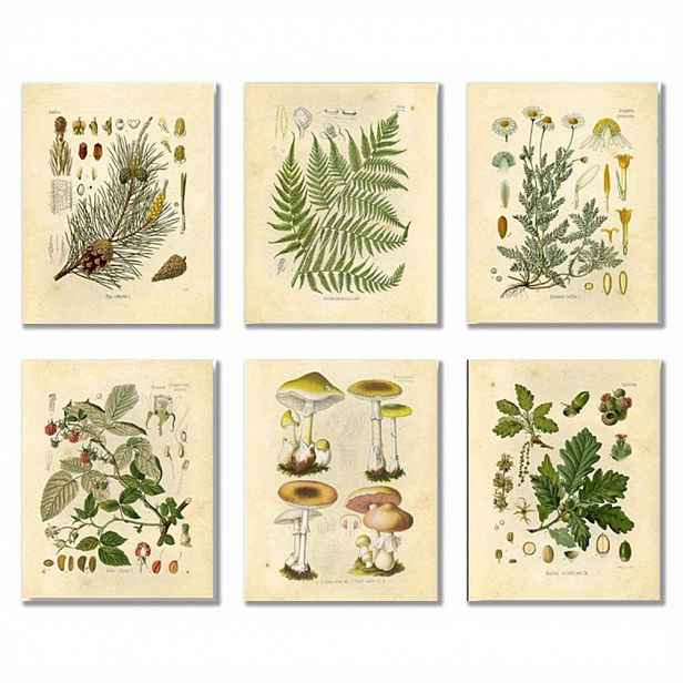 TEMU 6 ks Bezrámových Vintage Botanických Plakátů, 8x10 palců Dekorace pro Milovníky Přírody – Umělecké Tisky Kapradin, Houby a Divokých Květů, Retro