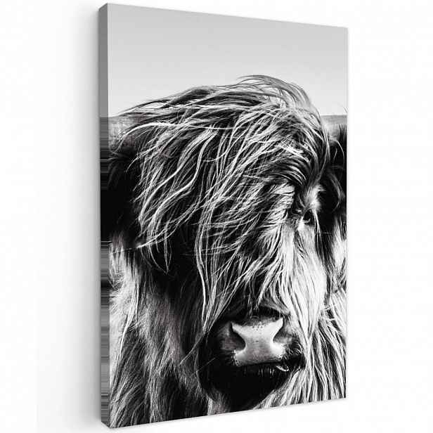 MuchoWow OBRAZ NA PLÁTNĚ Kráva - Skotský horal - Černá - Bílá - Zvíře - Příroda - Divoká zvěř 60x90 cm