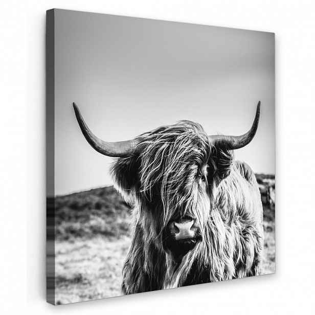 MuchoWow OBRAZ NA PLÁTNĚ Kráva - Skotský horal - Černá - Bílá - Zvíře - Příroda - Divoká zvěř 20x20 cm