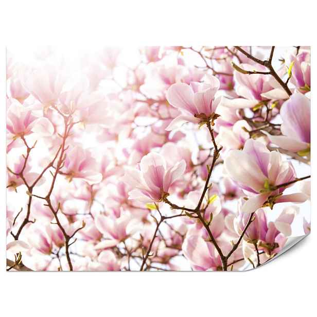 Muralo FOTOTAPETA do Ložnice Růžové Květy Magnolie Květinový Motiv Jemná 300x210
