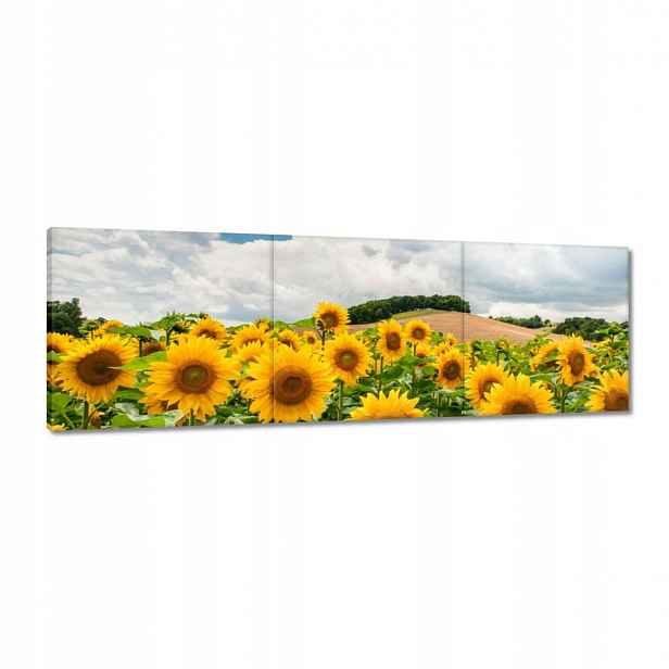 Obrazy 120x40 Krajina se Slunečnicemi