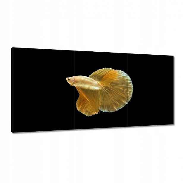 Obrazy 180x90 Zlatá siamská ryba