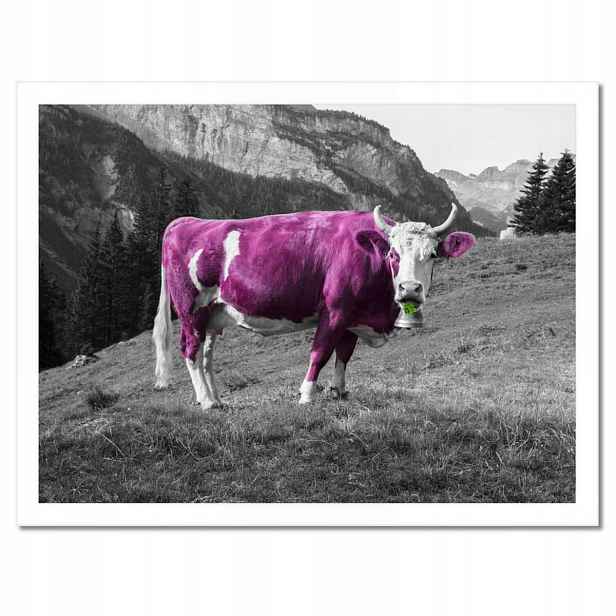 Plakáty v rámu 40x30 Fialová kráva Emilka