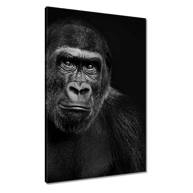 Obrazy 60x90 Černá gorila nížinná
