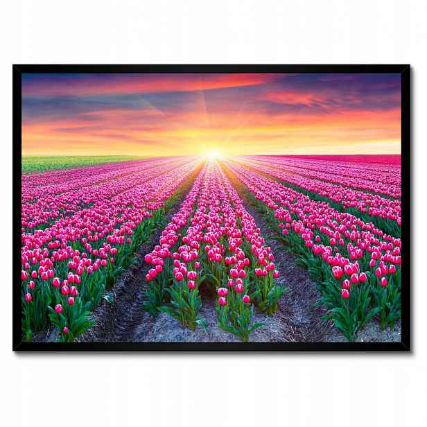 Plakáty v rámu 70x50 Moře tulipánů Květiny