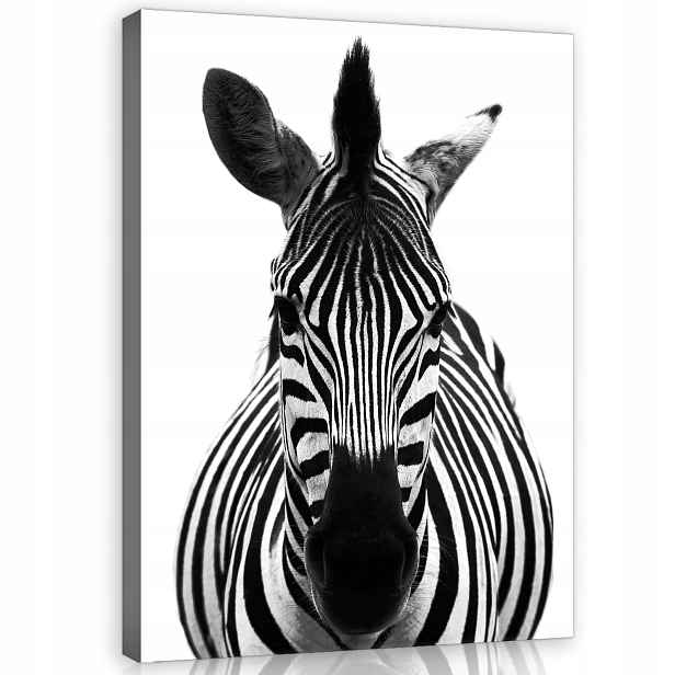 Obraz 60x80 Zebra černobílé zvíře Afrika pruhy portrét divoká příroda