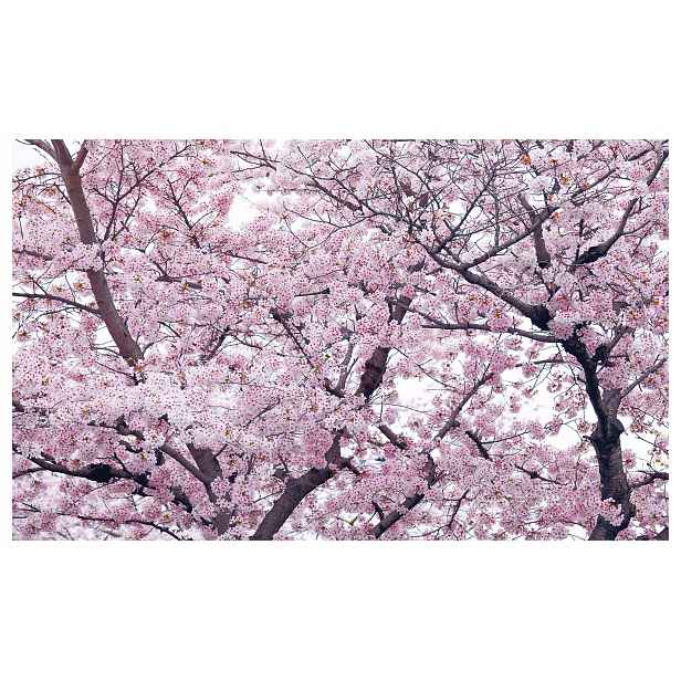 Fototapeta Kvetoucí višeň sakura růžová jarní vinylová 312x219 lepidlo