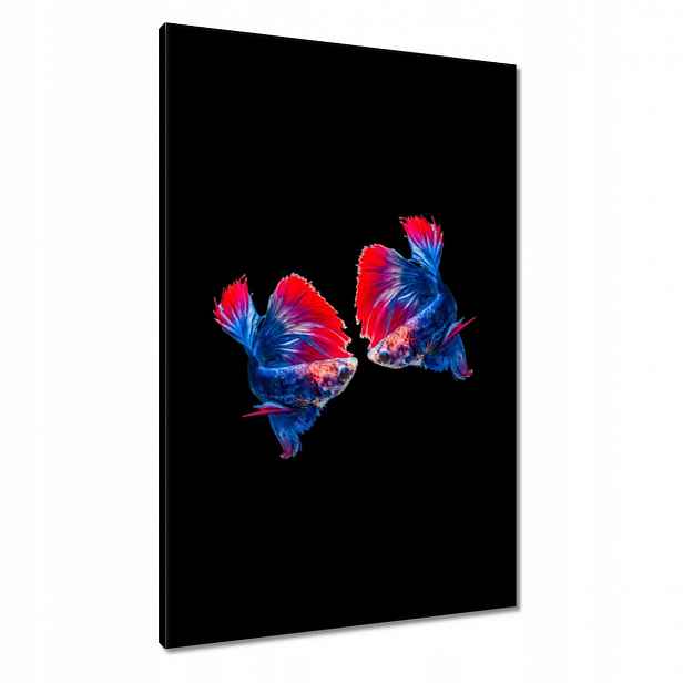 Obrazy 60x90 Bojující siamské rybičky
