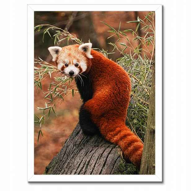 Plakáty v rámu 30x40 Pandka rudá panda malá panda červená menší