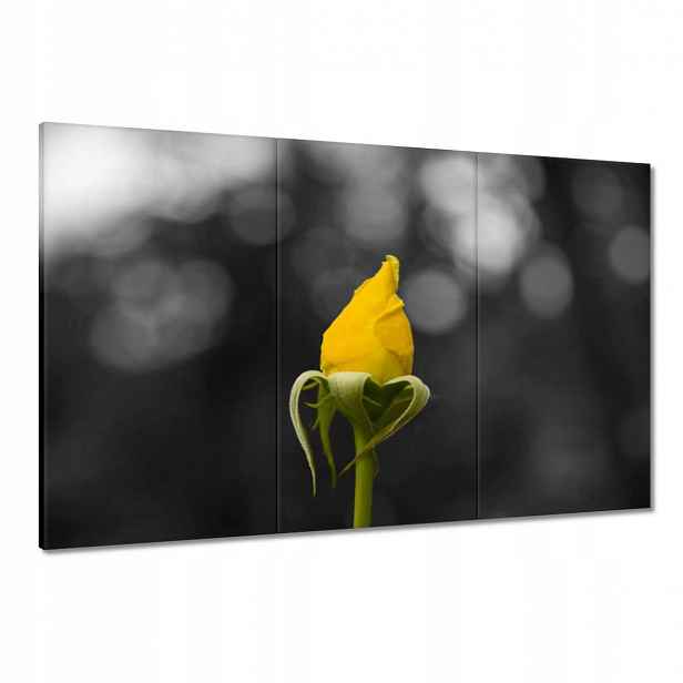 Obrazy 120x80 Žlutá růžička