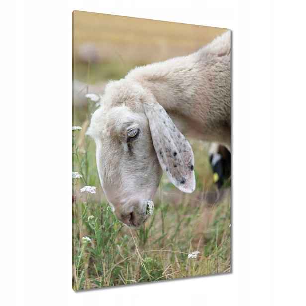 Obrazy 80x120 Ovečka na pasení