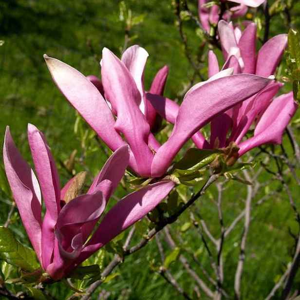 Magnolie liliokvětá 'Nigra' květináč 2,5 litru, výška 40/60cm, keř
