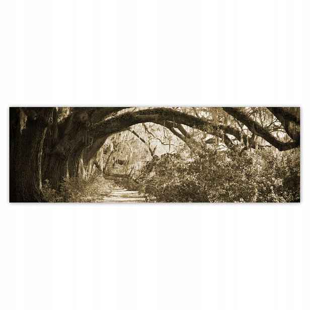 Plakáty 200x66 Duby v parku Sepia