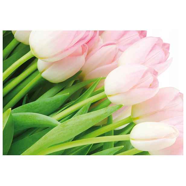 Vliesová fototapeta Růžové tulipány, jemnost jara 208x146 lepidlo