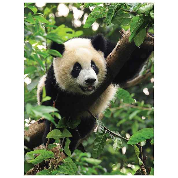 Fototapeta Panda vinylová do dětského pokoje 184x254 Zelená pandí krajina lepidlo