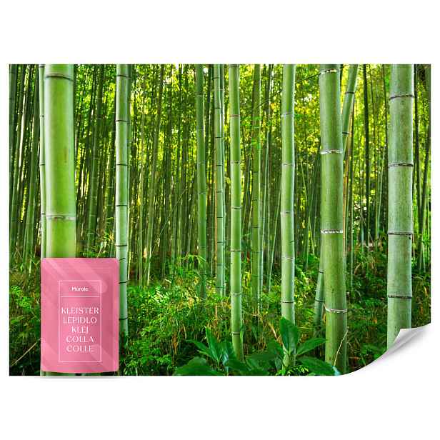 Muralo FOTOTAPETA Bambusový Les Rostliny Příroda 3D 350x256