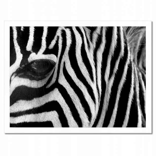 Plakáty v rámu 40x30 Černobílé pruhy Zebra