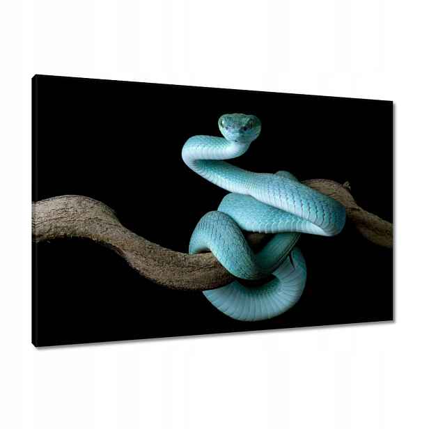 Obrazy 90x60 Modrý viper snake