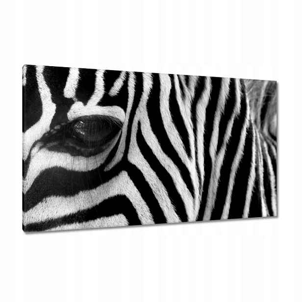 Obrazy 120x70 Černobílé pruhy Zebra