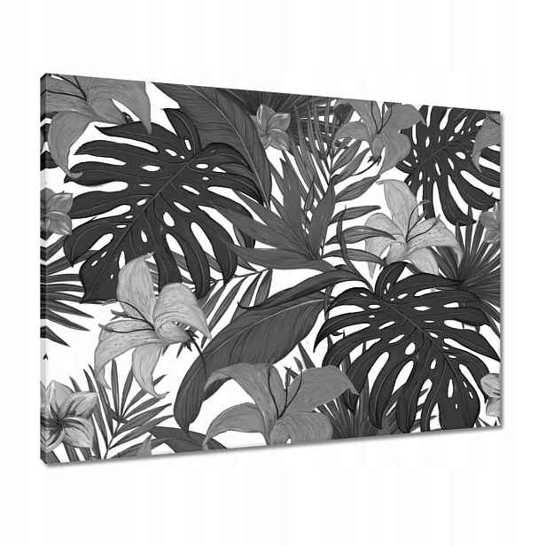 Obrazy 80x60 Černobílá monstera