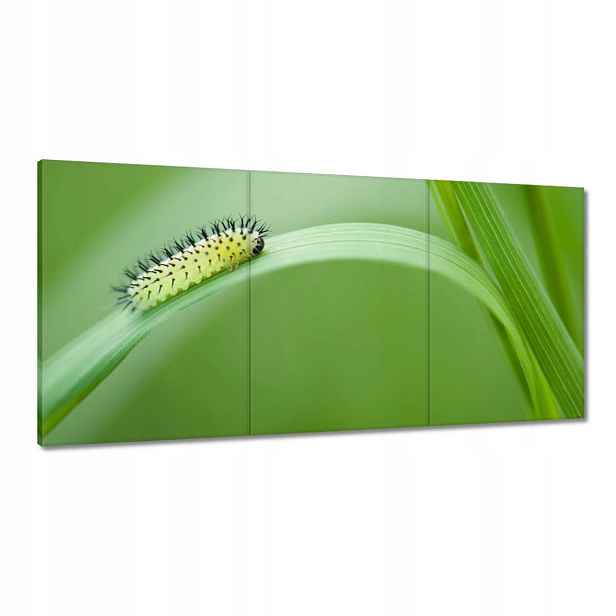 Obrazy 120x60 Zelená housenka