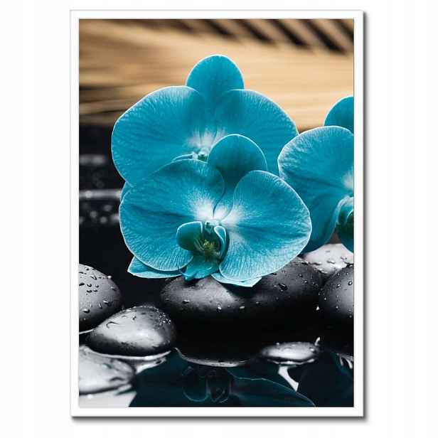 Plakáty v rámu 50x70 Tyrkysový orchidej Květina