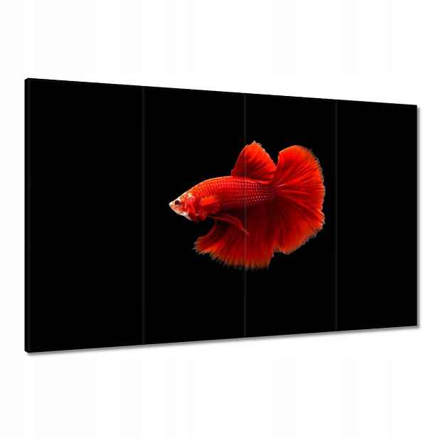 Obrazy 120x80 Červený bojovník rybka