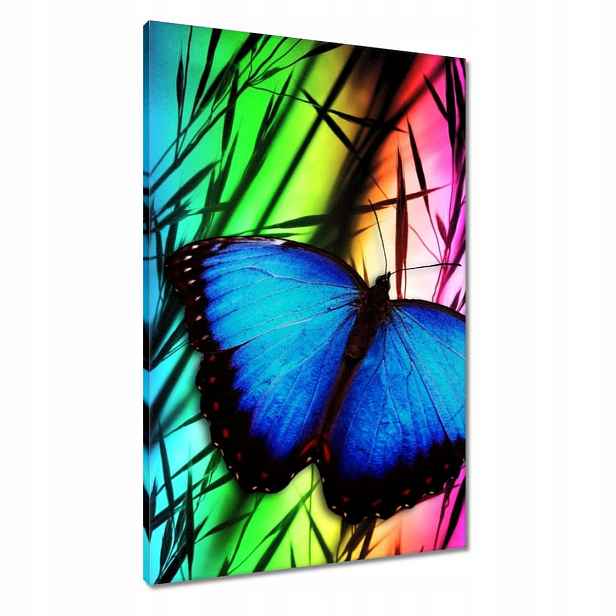Obrazy 60x90 Modrý motýl