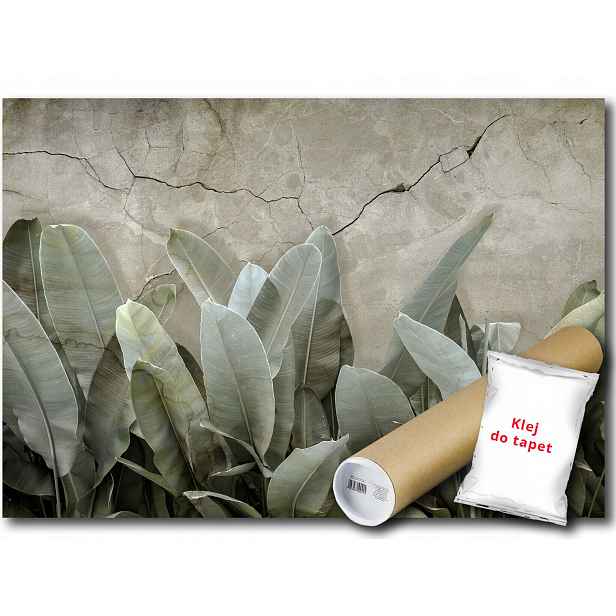 Vinylová Fototapeta Listy Rostlina Beton 152x104