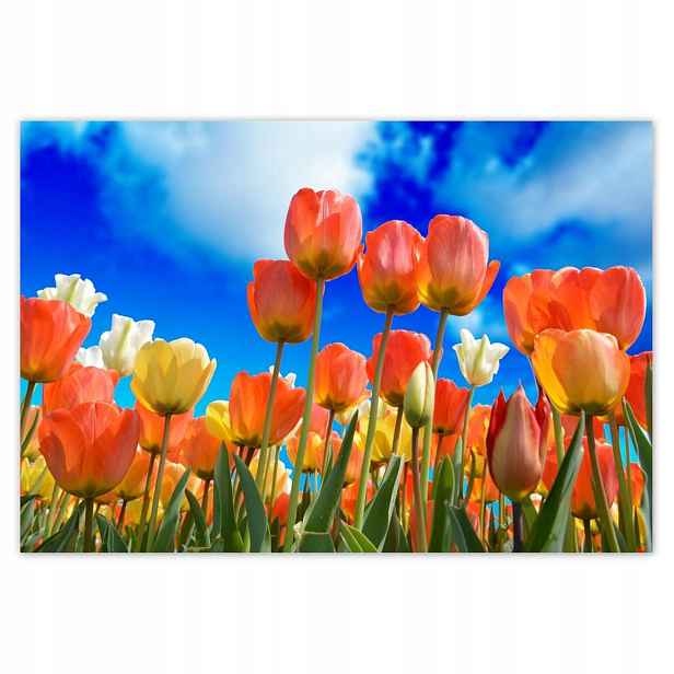 Fototapety 152x104 Barevné tulipány