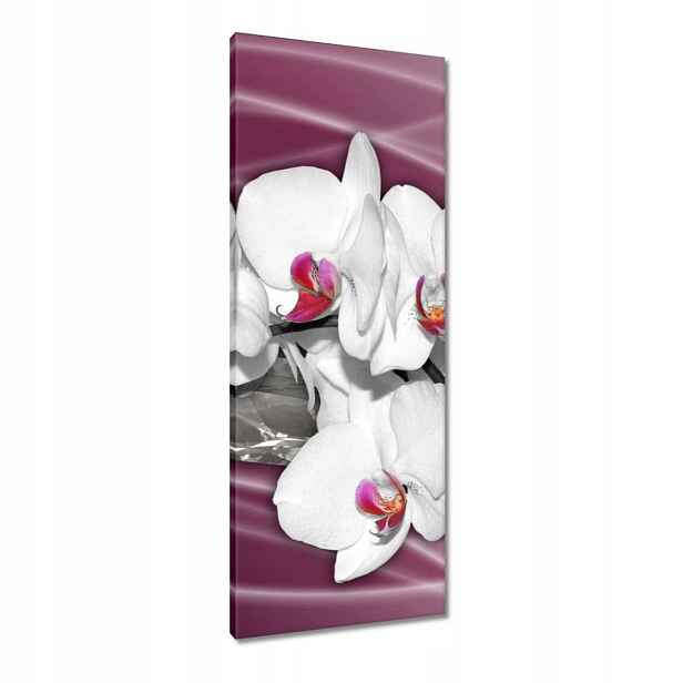 Obrazy 40x100 Bílé orchideje na růžovém pozadí