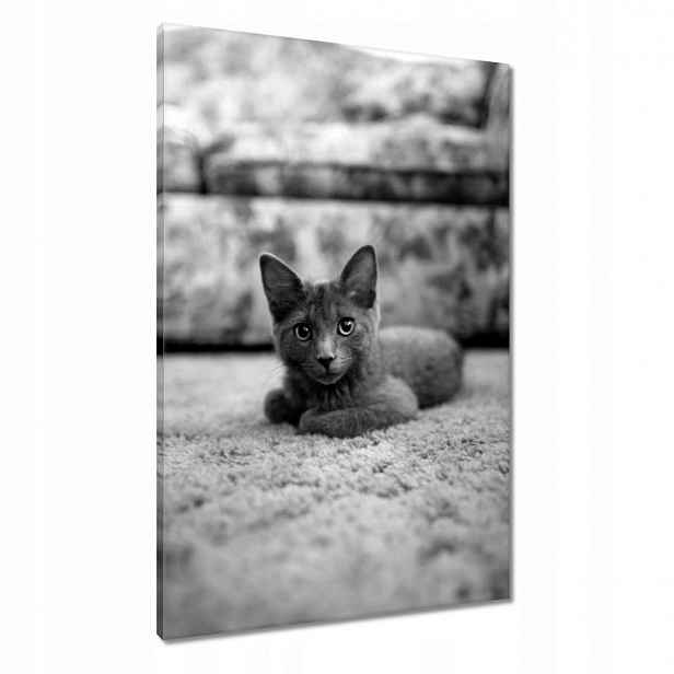 Obrazy 60x90 Kočka Kotě Kočky Kočka
