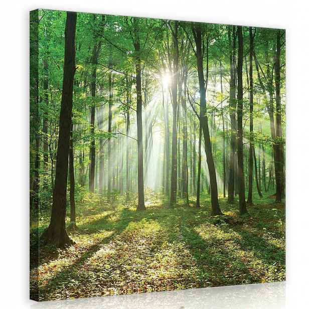 Obraz Na Plátně Canvas 80x80 Les Stromy Slunce